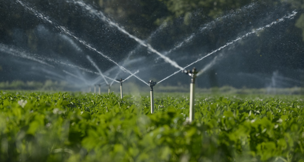automated sprinkler system in a big field squirting water to plants